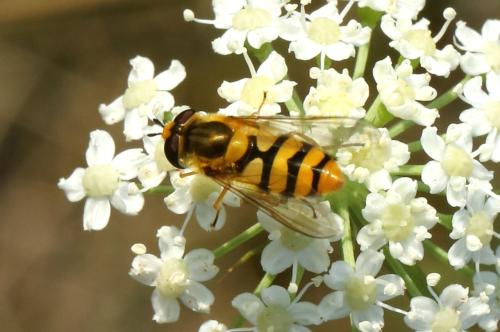 Epistrophe diaphana